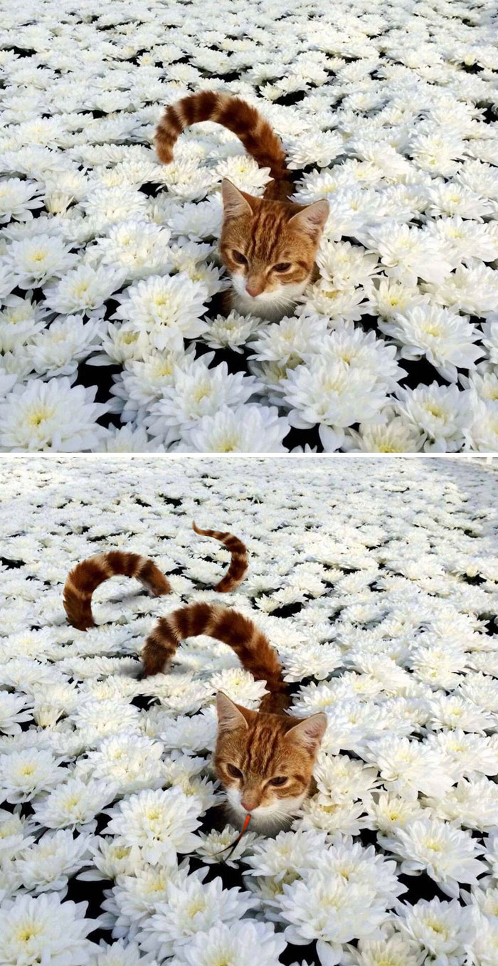 Gato entre flores