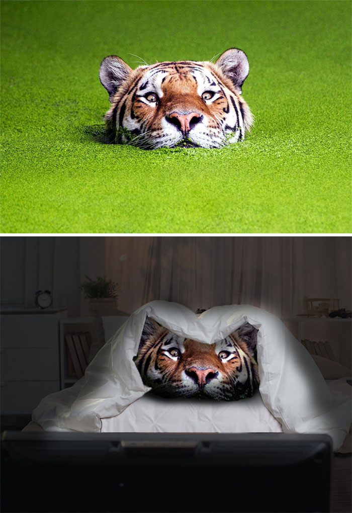 Tiger Surrounded By Moss