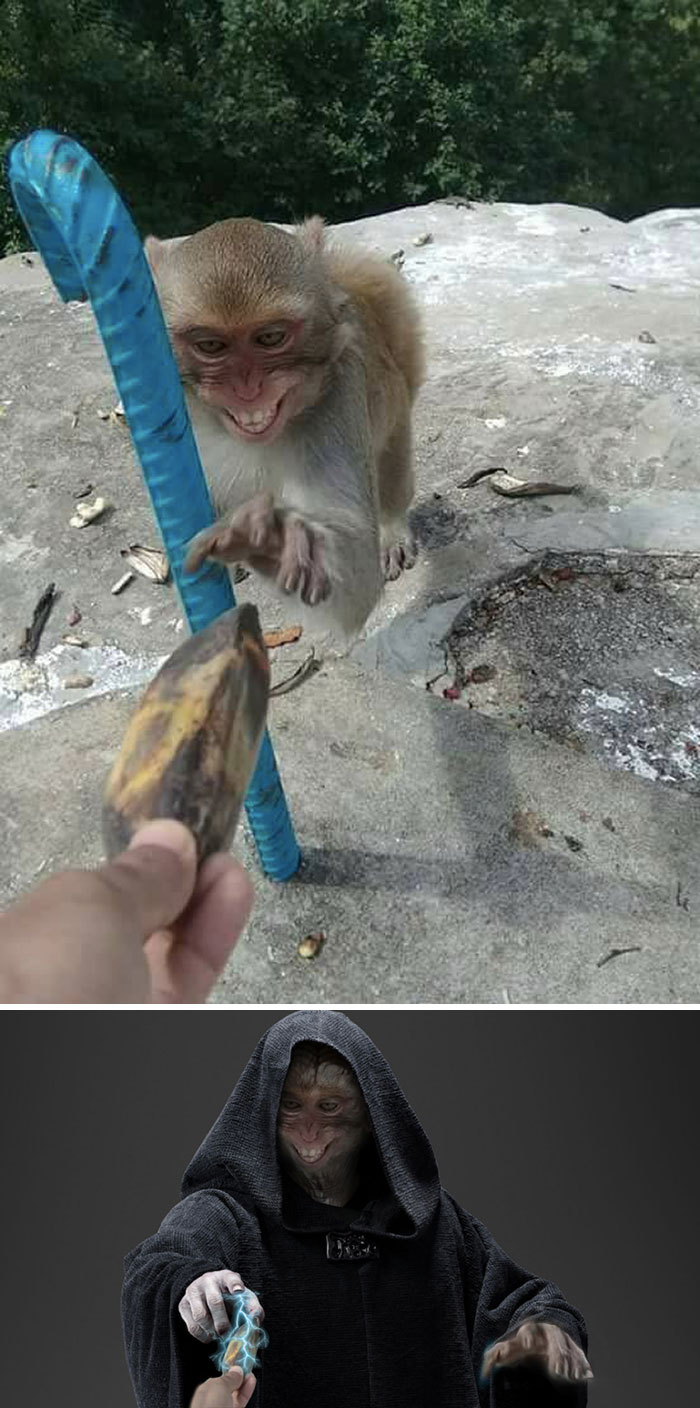 Mono recibiendo un plátano
