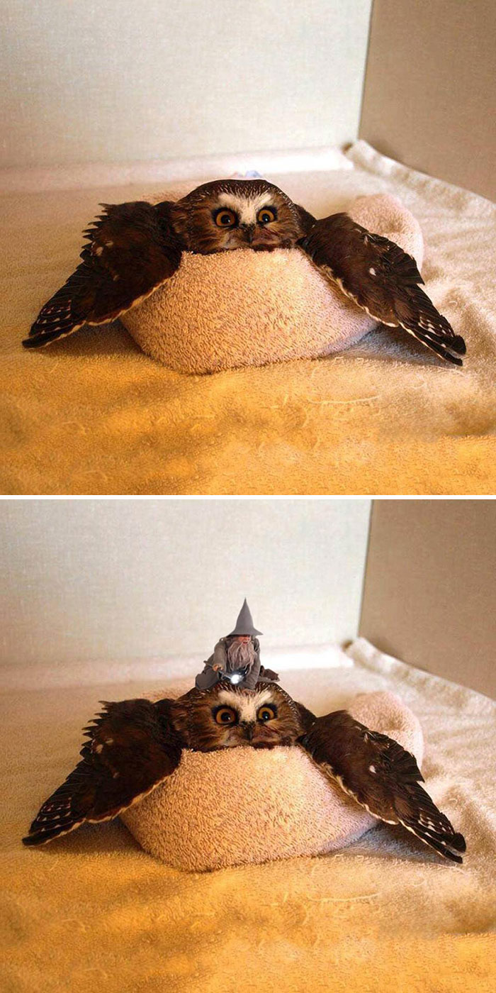 Owl On A Towel