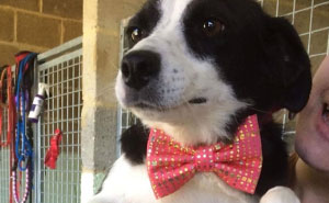 12-Year-Old Kid Makes Shelter Cats And Dogs Stylish Bow Ties To Help Them Find A Home
