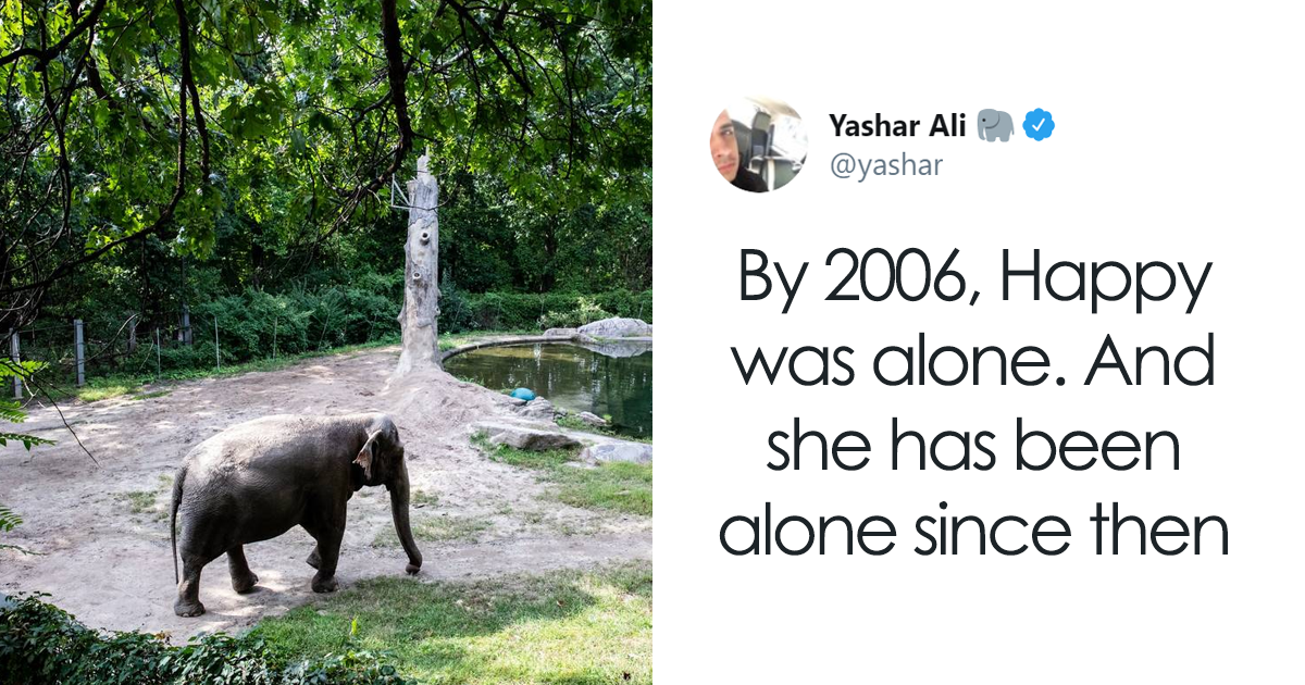 Happy The Elephant Has Been Living Alone Since The Death Of Her Companion 13 Years Ago, And She Couldn't Be Sa