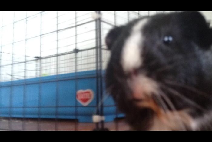 Guinea Pig Vlog
