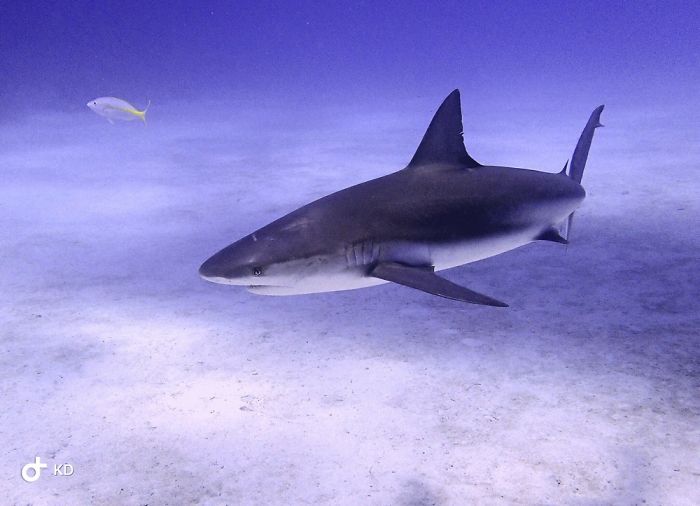 Shark Photography