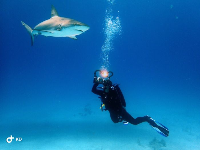 Shark Photography