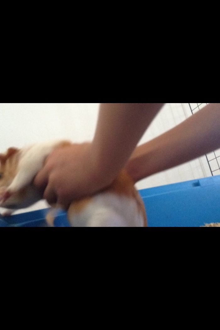 Guinea Pig Vlog Part 2