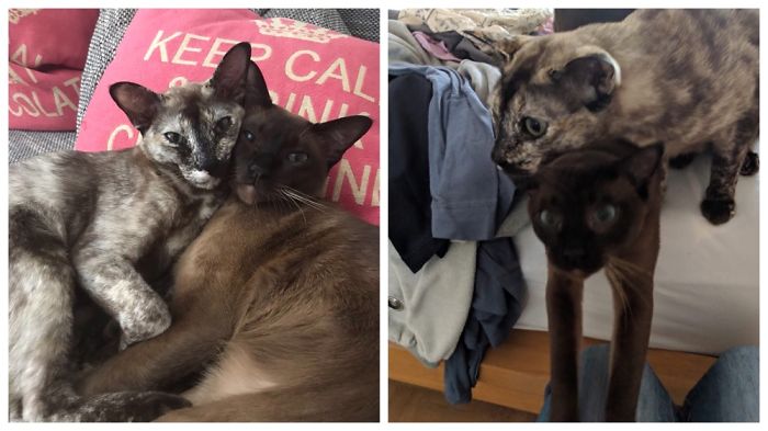 We're The Prettiest Cats In The World vs. Did Somebody Say Snacks? @ari_and_kuro