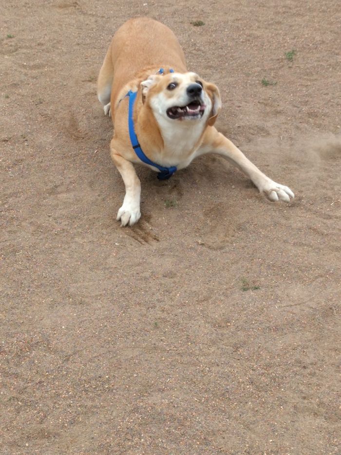 Jenna- First Time In A Dog Park Without Her Leash
