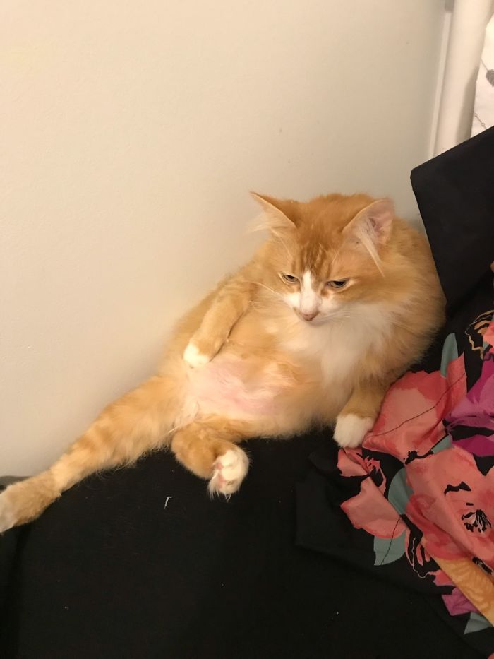 My Cat Geno Loves To Sit Like This By My Bed