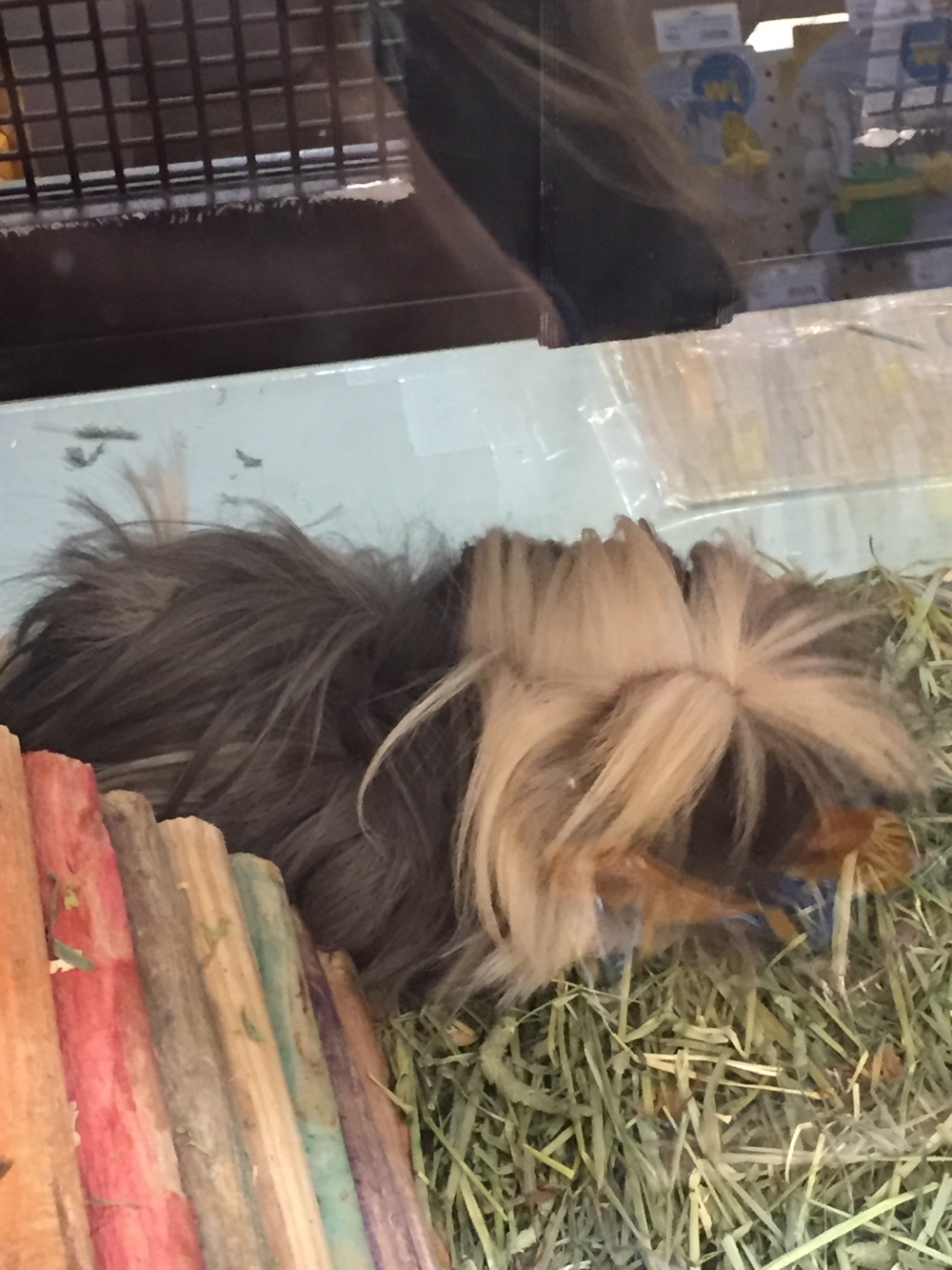 Look At This Guanine Pig We Found At Feeders Supply Bored Panda
