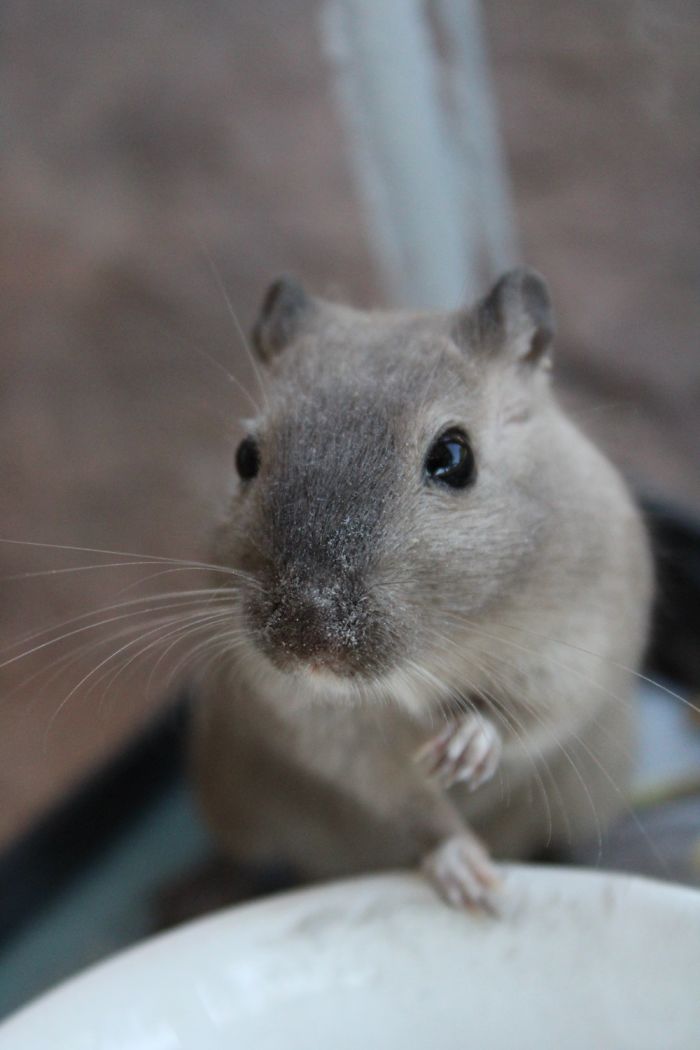 I Took Photos Of My Gerbil After Her Dust Bath