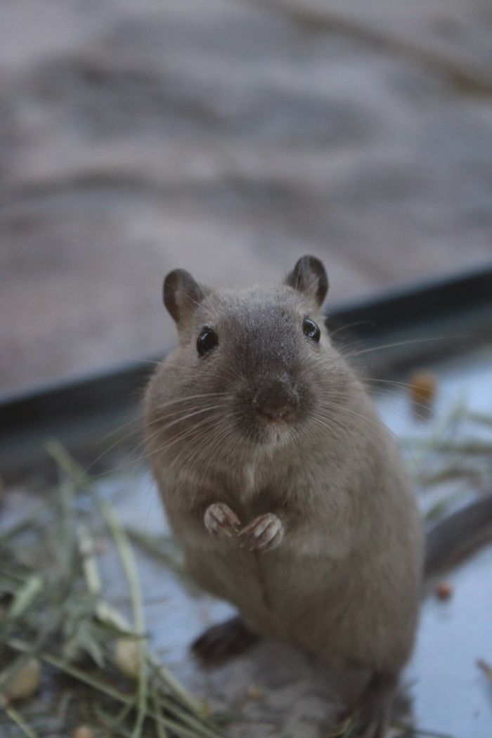 I Took Photos Of My Gerbil After Her Dust Bath