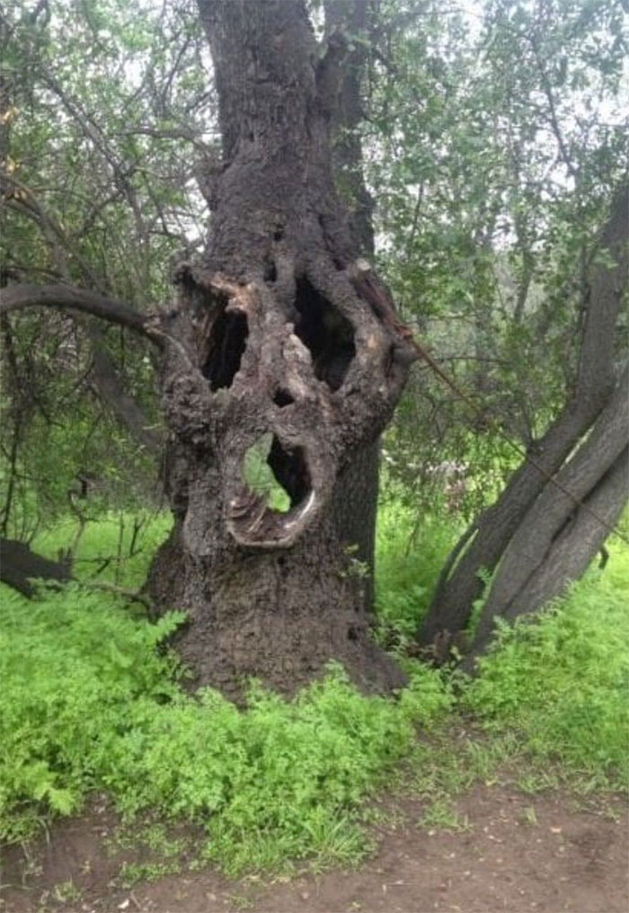So I Was Walking In A Forrest Near My City And Found This
