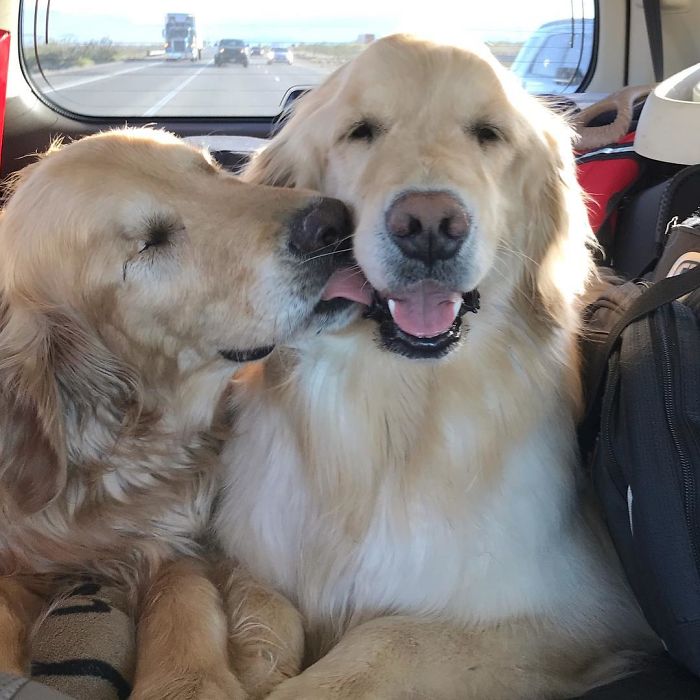 This Blind Golden Retriever And His Guide Dog Best Friend Are Warming People's Hearts
