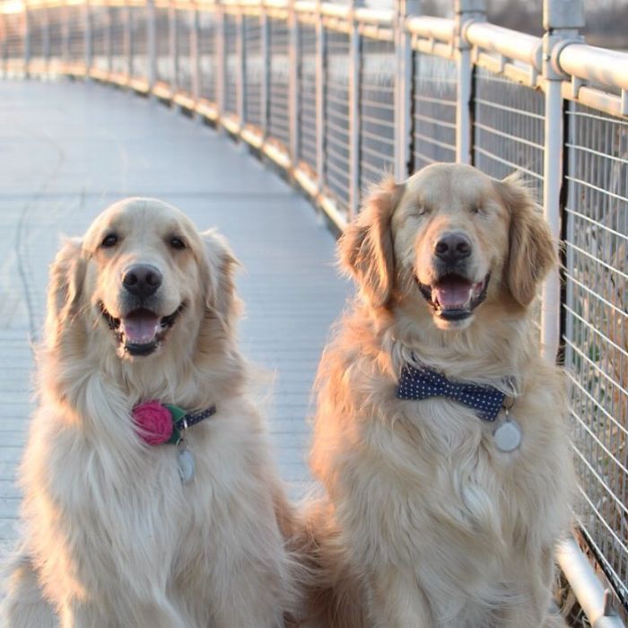 This Blind Golden Retriever And His Guide Dog Best Friend Are Warming People's Hearts