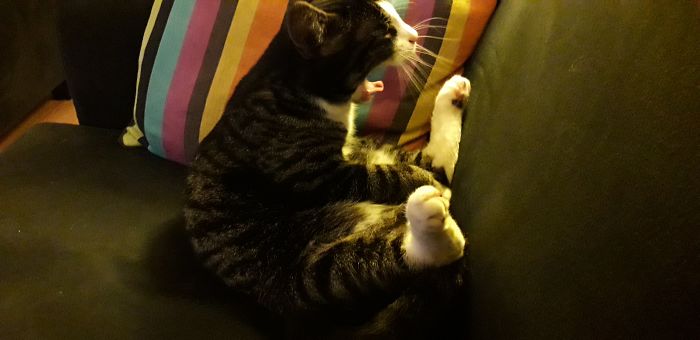 My Cat Kedi Yawning.