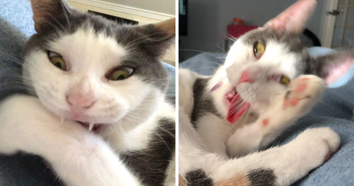 People Are Sharing The Most Unflattering Pics Of Their Pets And It’s Hilarious (30 Pics)