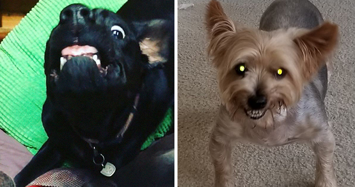 Hey Pandas, Share The Most Unflattering Pics Of Your Pets!