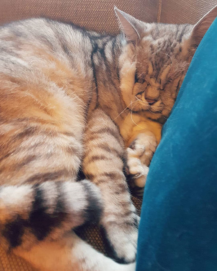 Este gato con el síndrome de Ehlers-Danlos al fin ha encontrado un hogar, y sus humanos se aseguran de que tenga una vida feliz