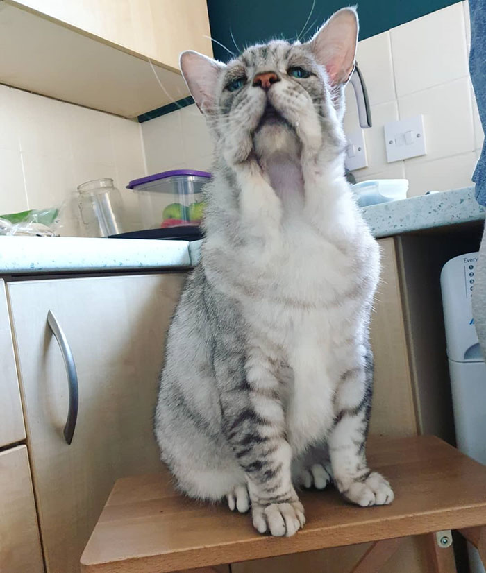 Cat With Ehlers-Danlos Syndrome Finally Finds Forever Home, And His Humans Are Making Sure He's Living A Happy Life