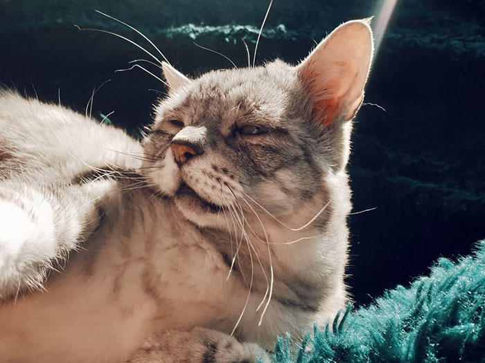 Este gato con el síndrome de Ehlers-Danlos al fin ha encontrado un hogar, y sus humanos se aseguran de que tenga una vida feliz
