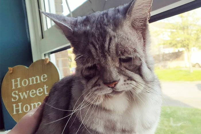 Cat With Ehlers-Danlos Syndrome Finally Finds Forever Home, And His Humans Are Making Sure He’s Living A Happy Life
