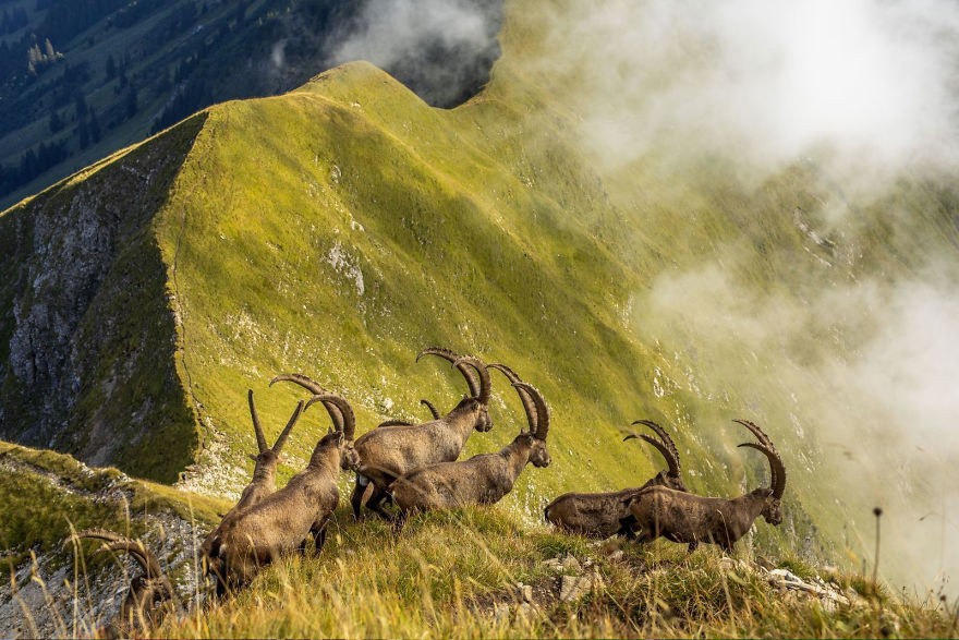 Honorable Mention, Nature: 'King Of The Alps' By Jonas Schäfer