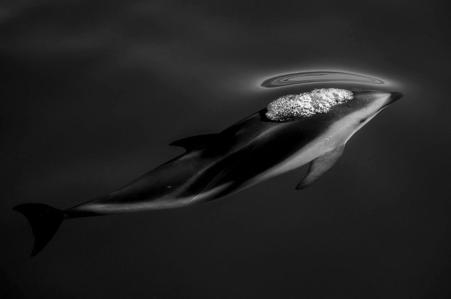 Third Place, Nature: 'Dusky Dolphins' By Scott Portelli