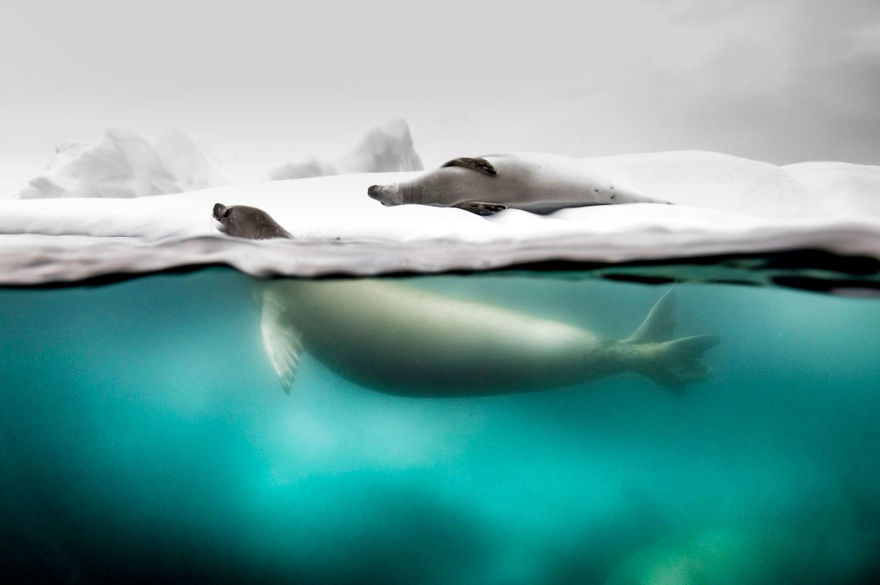 People's Choice, Nature: 'Split Shot Taken Of Crabeater Seals' By Rita Kluge