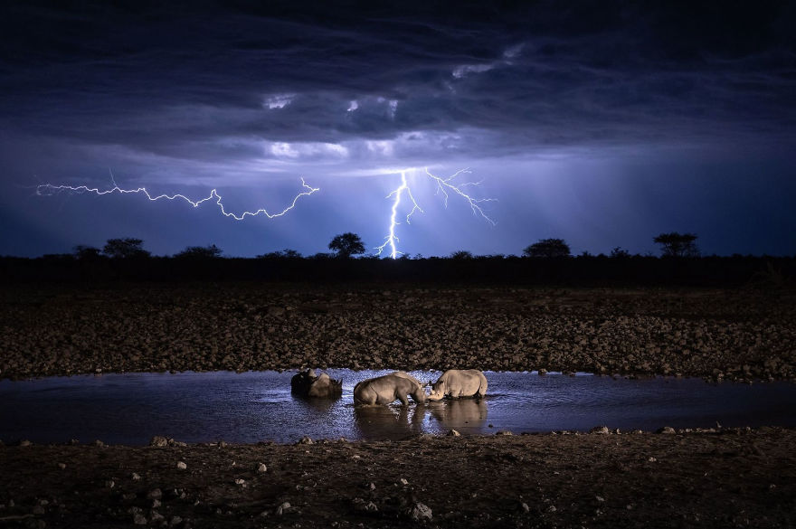 People's Choice, Nature: 'Wildlife Under Lightning' By Kelvin Yuen