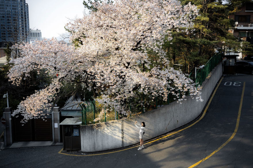 People's Choice, People: 'Cherry Blossoms In The Concrete' By Lester Lau