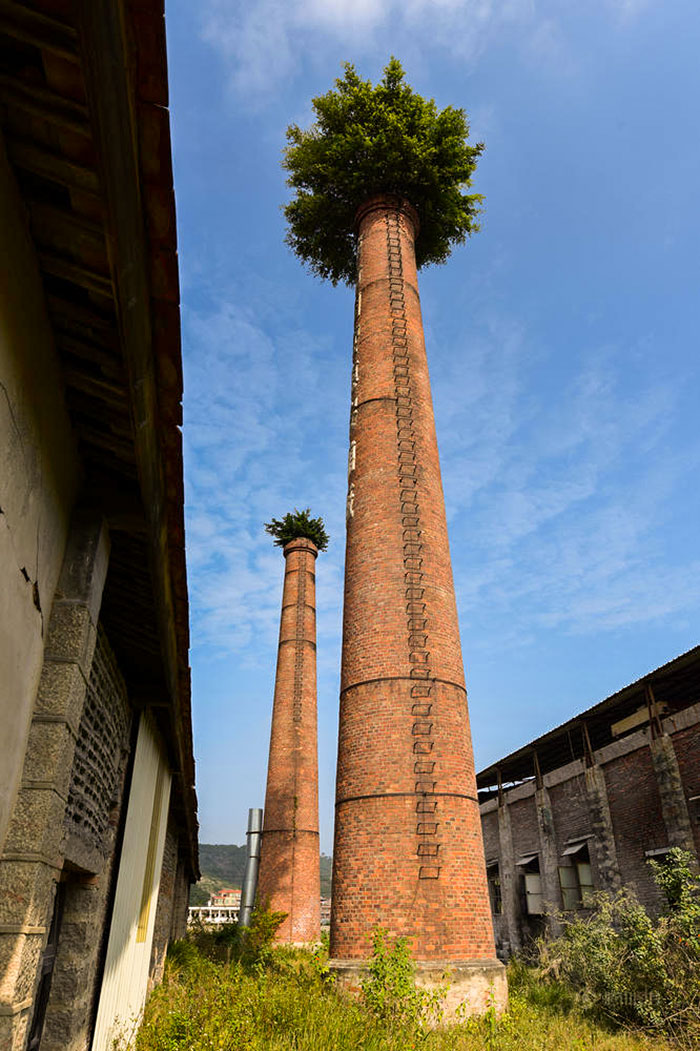 Trees Sprouted On Top Of Abandoned Chimneys