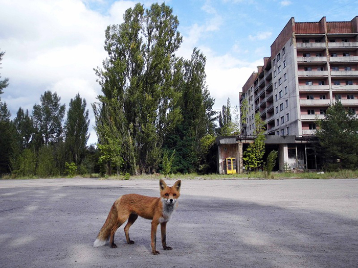 Meet Simon, The Red Fox Of The Radioactive Red Forest