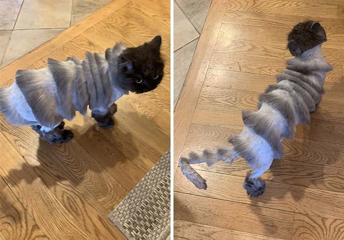 Dad Takes Family Cat To Pet Groomer And Returns With A Cat That Looks Like Accordion