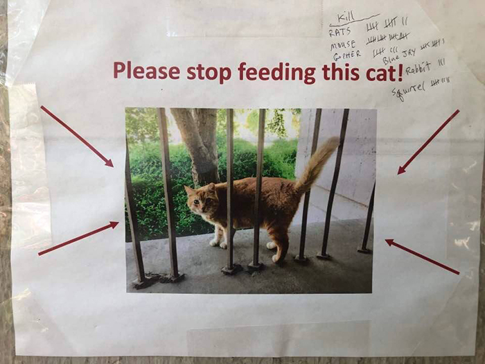 Students Come Up With An Ingenious And Funny Graph To Stop People From Feeding Their Overweight Campus Cat