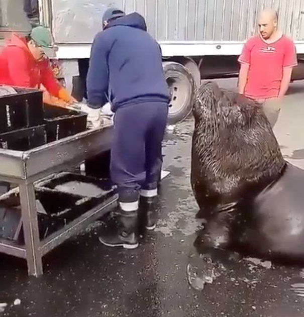 Este enorme león marino entra en una lonja y pide pescado