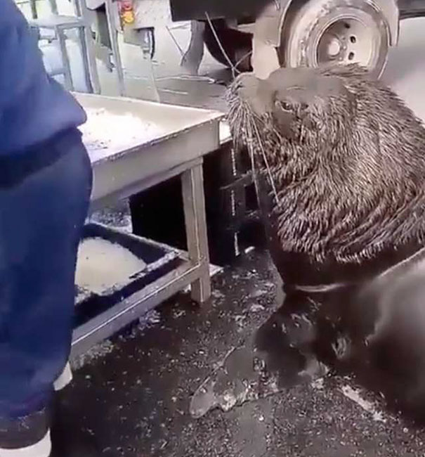 Giant Sea Lion Enters A Fish Market And Asks For Snacks