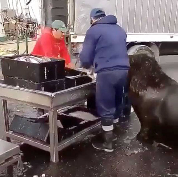 Este enorme león marino entra en una lonja y pide pescado