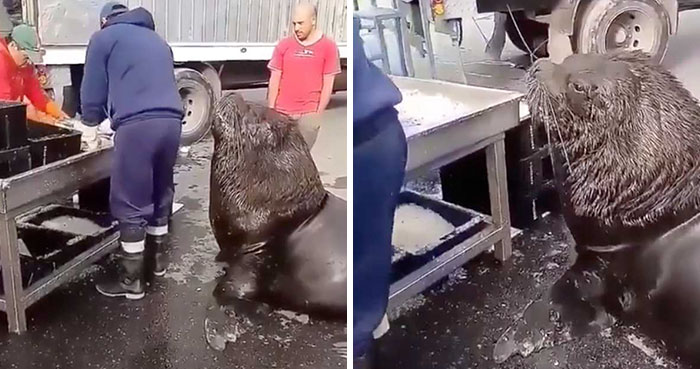 Giant Sea Lion Enters A Fish Market And Asks For Snacks