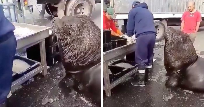 Giant Sea Lion Enters A Fish Market And Asks For Snacks | Bored Panda