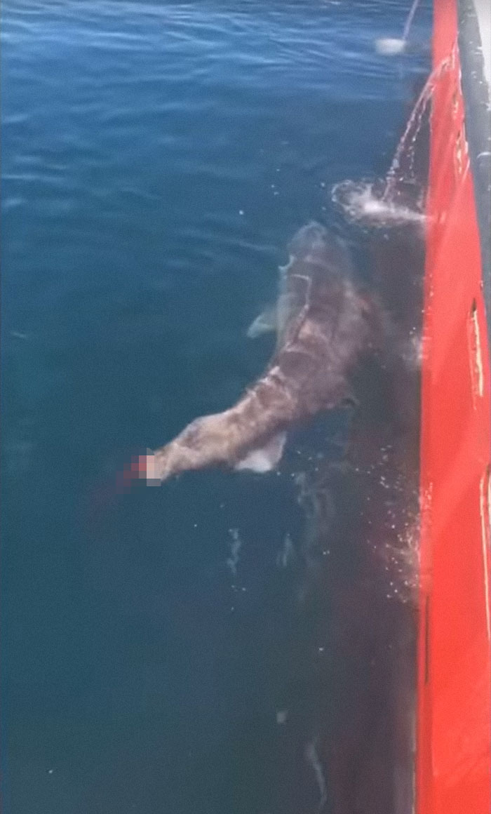 Se vuelve viral el mensaje de Jason Momoa a 2 pescadores que cortaron la cola de un tiburón y lo devolvieron al mar