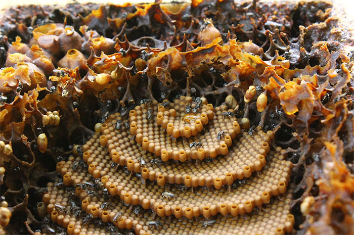 Stingless-Sugarbag-Bees-Spiral-Hives-Australia