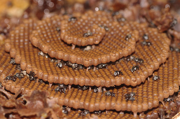 Stingless-Sugarbag-Bees-Spiral-Hives-Australia