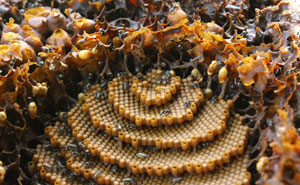 These Stingless Bees Build One Of A Kind Spiraling Hives