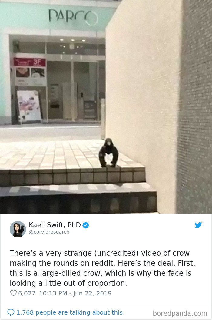 Unusually Standing Crow Gets Internet Hilariously Trying To Explain It, But A Bird Expert Tells It As It Is