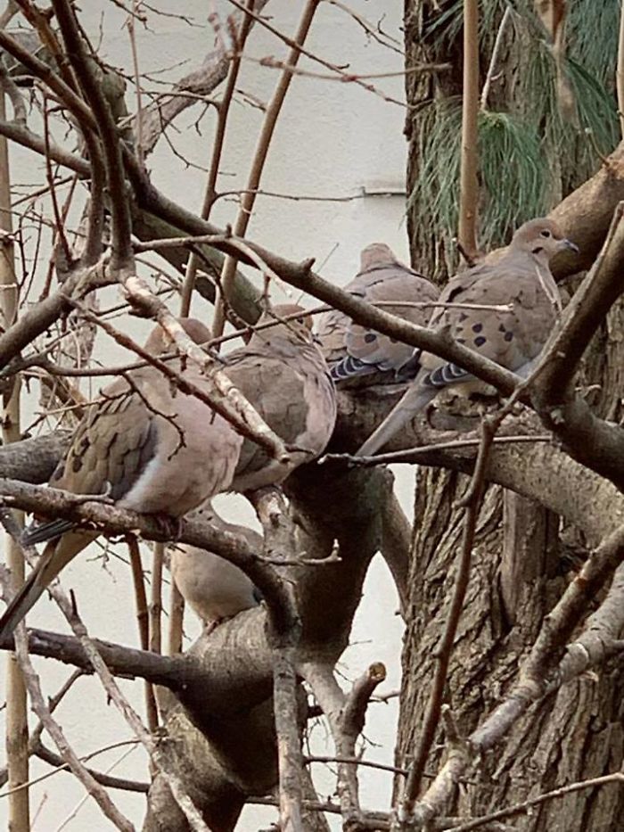 The Birdy Tree Of Doves And Pigeonry