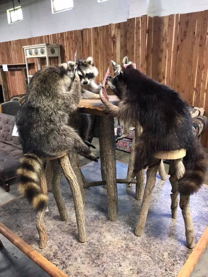 Stuffed Raccoons Playing Cards. I Regret Not Buying This