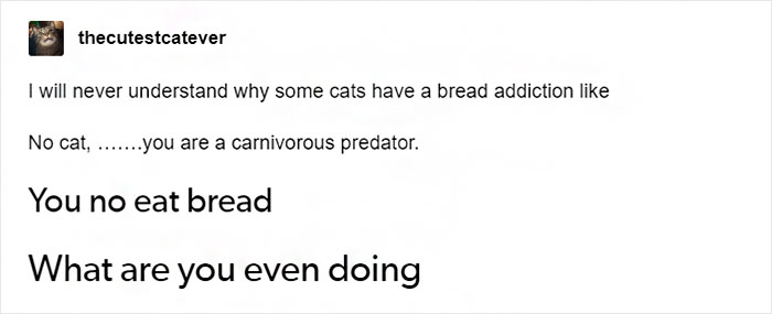 Tumblr User Explain Why Cats Are Obsessed With Eating Bread