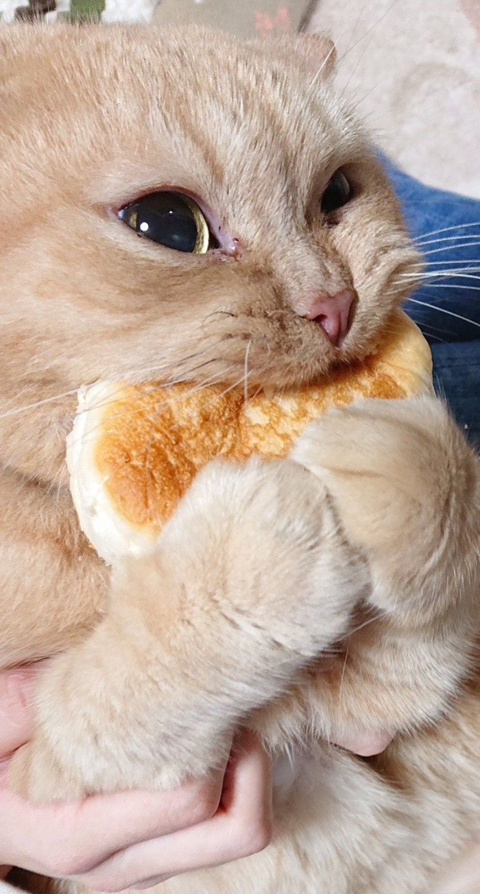 Tumblr User Explain Why Cats Are Obsessed With Eating Bread | Bored Panda