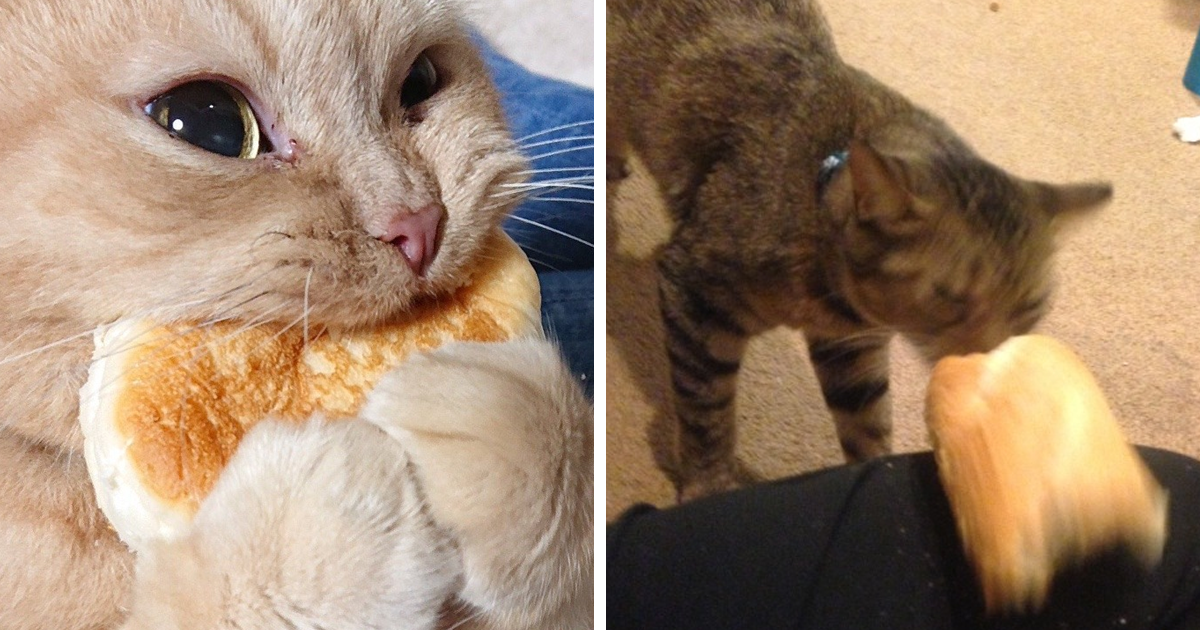Tumblr User Explain Why Cats Are Obsessed With Eating Bread Bored Panda,Chuck Steak Recipes